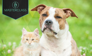 Benefits of Cannabis for Pets