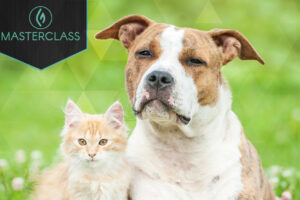 Benefits of Cannabis for Pets