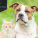 Benefits of Cannabis for Pets: Storytime with Leo
