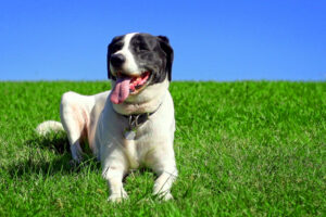 30% of Pets in America are Overweight…Is Yours?