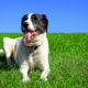 30% of Pets in America are Overweight…Is Yours?