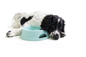 pet food industry
