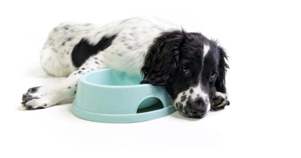 pet food industry