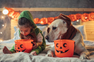 Beyond Halloween: Year-Round Holiday Safety For Pets