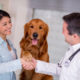 Healing your pets with Oxygen