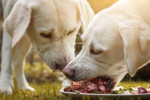 food as medicine