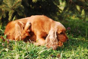 treating pet skin allergies