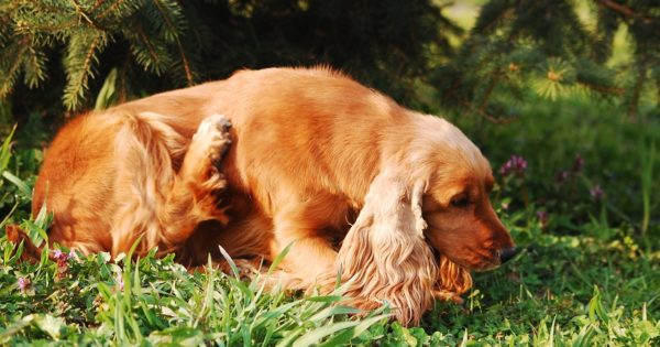 treating pet skin allergies