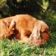 Pet Skin Allergies: Scratching the Surface