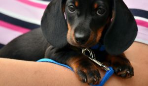 Figaro the dachshund - how to stimualle self-healing