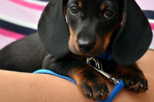 Figaro the dachshund - how to stimualle self-healing