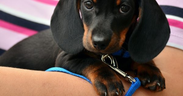 Figaro the dachshund - how to stimualle self-healing