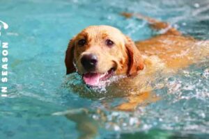 pool safety for dogs