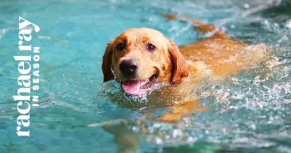 pool safety for dogs