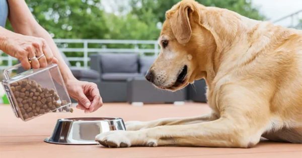 dog need supplements