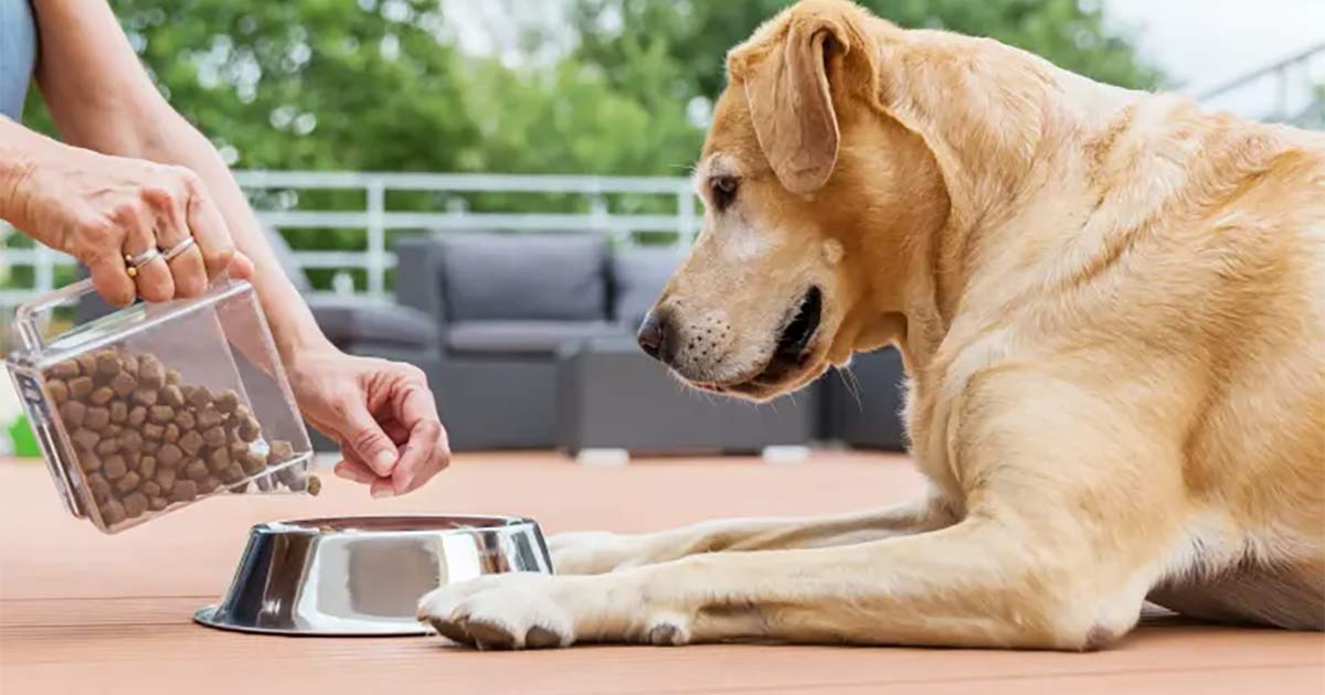 dog-need-supplements dog need supplements