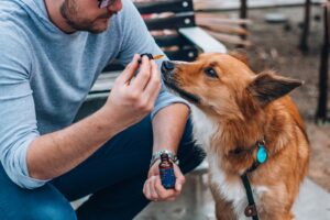 veterinary cannabis