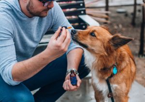 veterinary cannabis