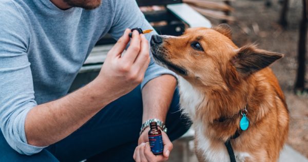 veterinary cannabis
