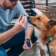 Pet doctors launch Veterinary Cannabis Society