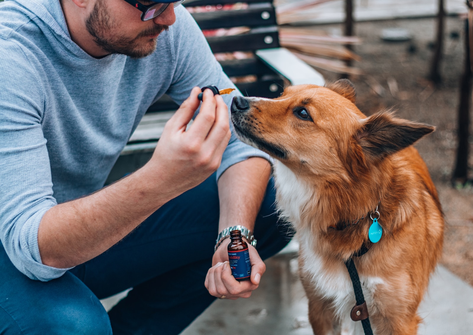 Photo by Honest Paws veterinary cannabis