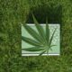 The ‘Other’ Cannabinoid….