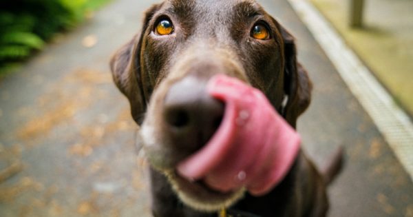 adult chocolate Labrador retriever