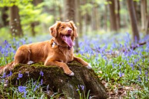 fleas and ticks