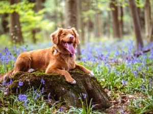 fleas and ticks