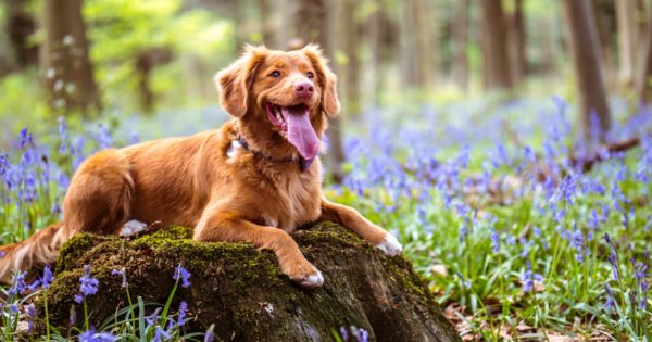 fleas and ticks