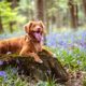 Prevent Fleas and Ticks to Keep Your Pet Healthy