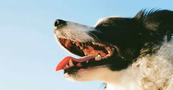 oral hygiene