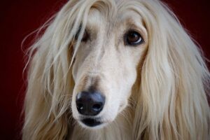 long hared breeds