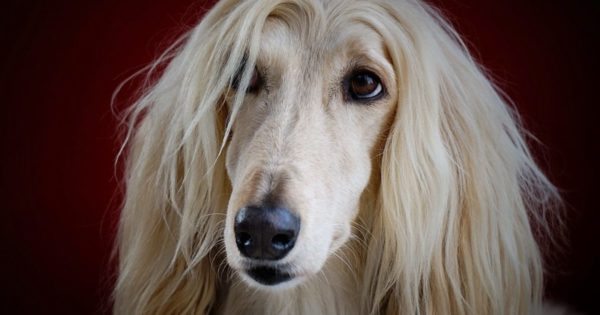 long hared breeds