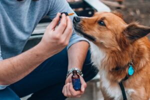 cbd for dogs