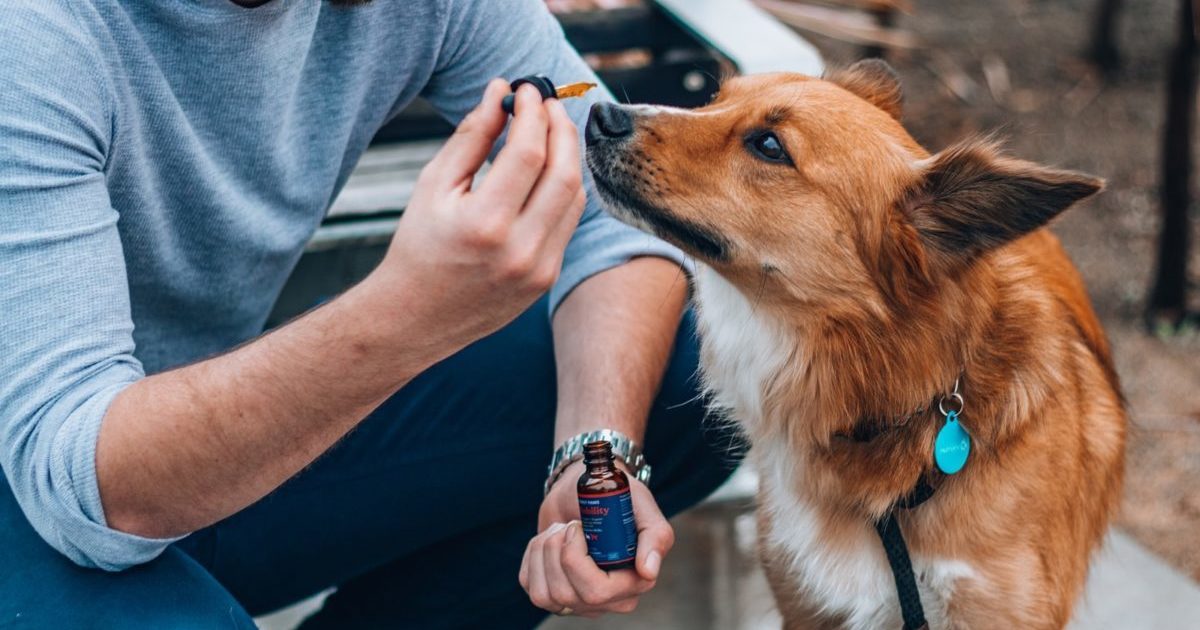 cbd for dogs