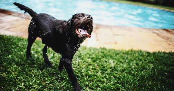 shallow focus photo of black dog near swimming pool