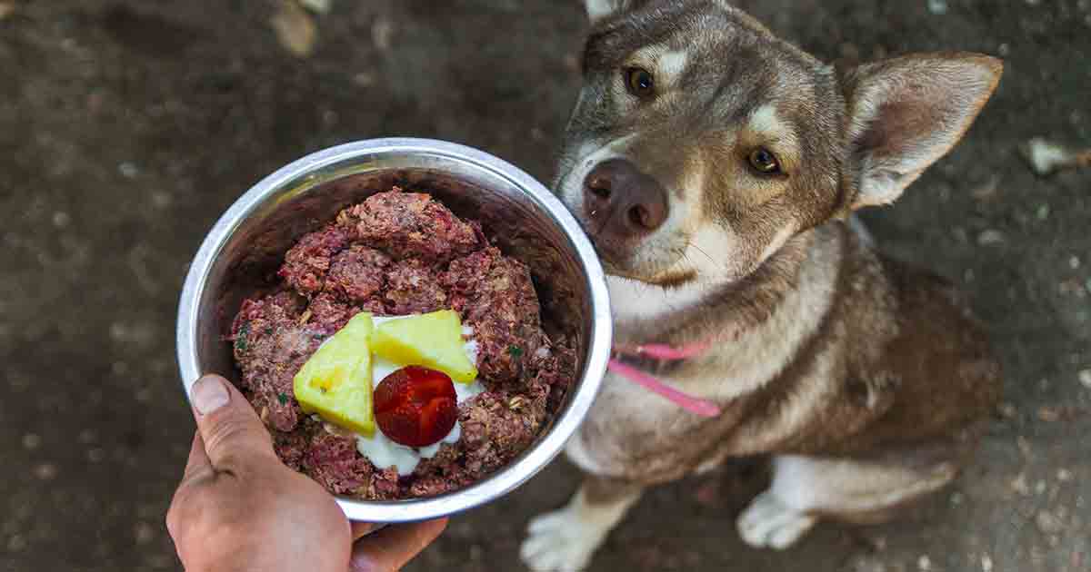 dogslife-raw-diet raw diet
