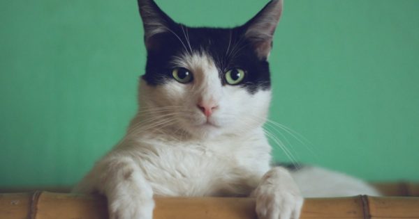 cat noises