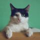 What Do Cat Noises Mean?