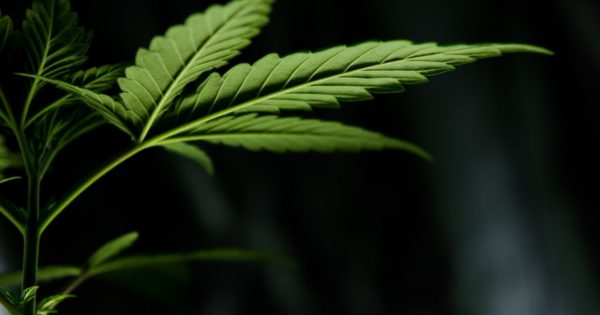 endocannabinoid