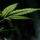 The Endocannabinoid System & Phytocannabinoids