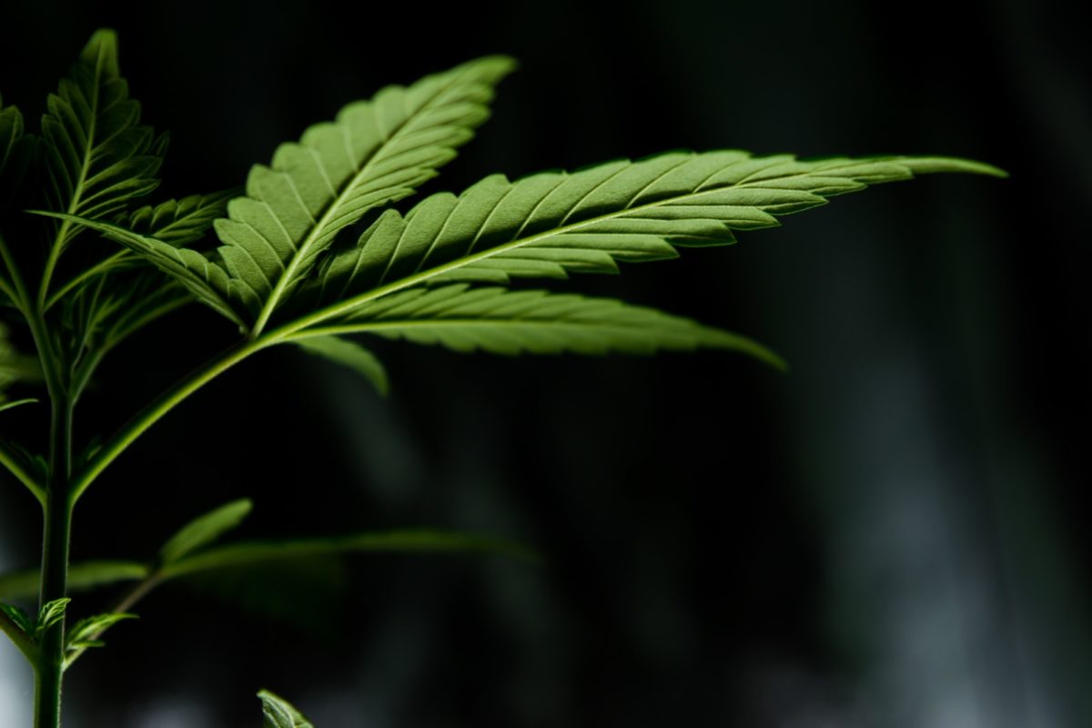 endocannabinoid