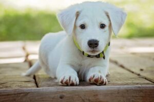 What Do Pet Owners Need To Know About COVID-19?