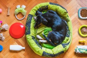 black and tan short coat medium sized dog lying on green and yellow pet bed
