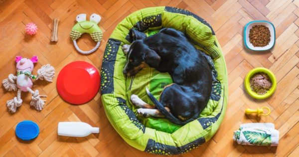 black and tan short coat medium sized dog lying on green and yellow pet bed