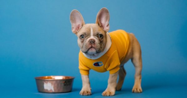 how much should you feed your dog