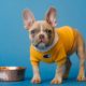How Much Should You Feed Your Dog?