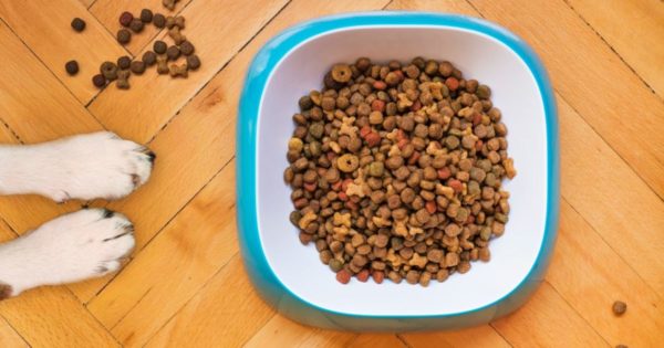 dangers of processed pet food